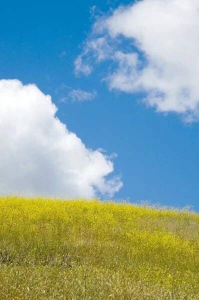 Field mustard, Brassica campestris, Lafayette Reservoir, Lafayette, California