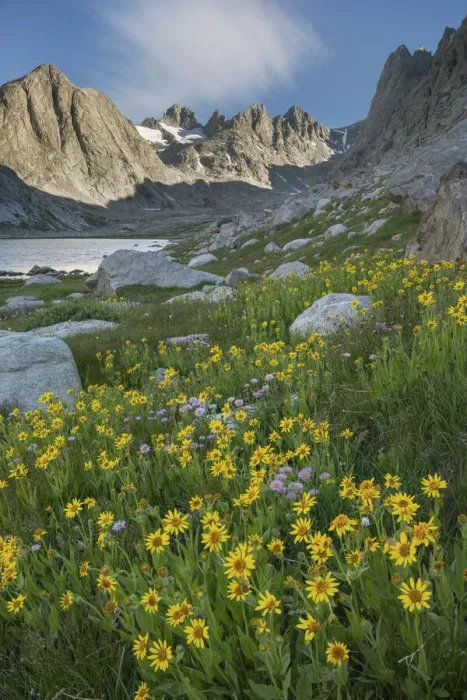 Framed Print : Field of Narrowleaf Arnica, Titcomb Basin, Bridger Wilderness, Wind River Range, Wyoming Framed Print : Field of Narrowleaf Arnica, Titcomb Basin, Bridger Wilderness, Wind River Range, Wyoming