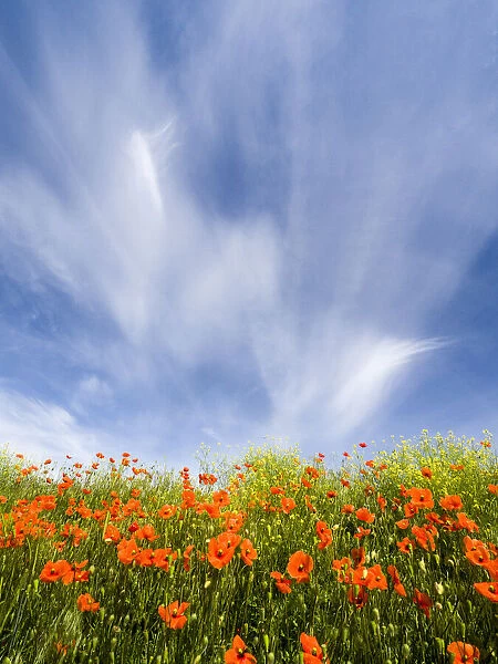 Field of orange poppies below dramatic clouds and blue sky