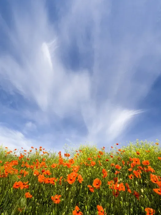 Framed Print : Field of orange poppies below dramatic clouds and blue sky Framed Print : Field of orange poppies below dramatic clouds and blue sky
