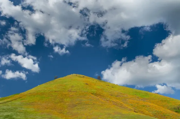 Framed Print : A field of poppies turns a mountainside yellow in spring Framed Print : A field of poppies turns a mountainside yellow in spring