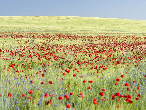 Field with poppy and conrflowers in the Usedomer Schweiz on the island of Usedom