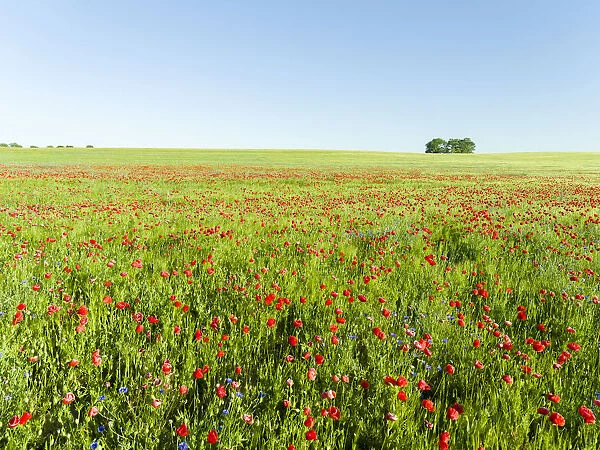 Field with poppy and conrflowers in the Usedomer Schweiz on the island of Usedom