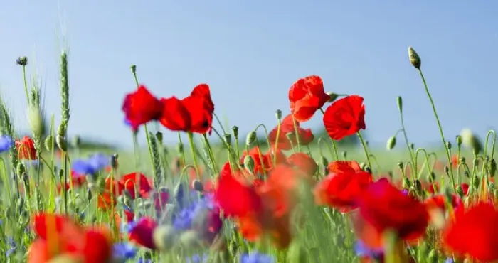 Framed Print : Field with poppy and conrflowers in the Usedomer Schweiz on the island of Usedom Framed Print : Field with poppy and conrflowers in the Usedomer Schweiz on the island of Usedom