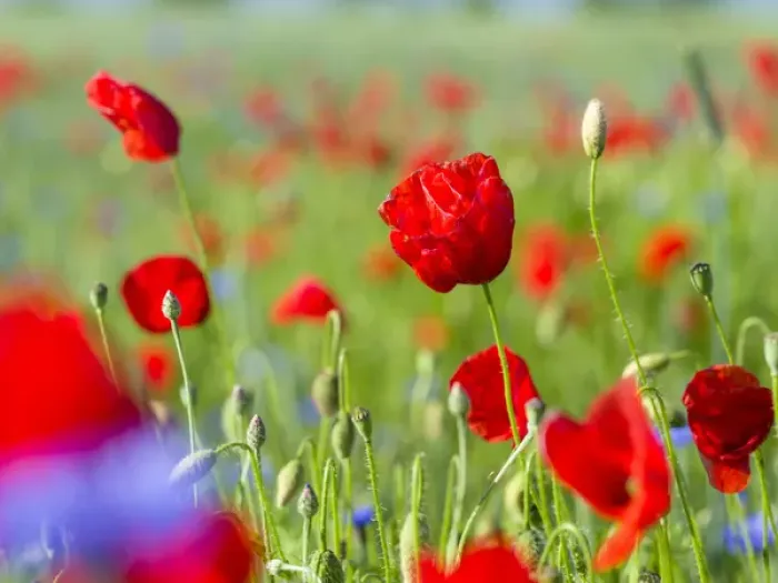 Framed Print : Field with poppy and conrflowers in the Usedomer Schweiz on the island of Usedom