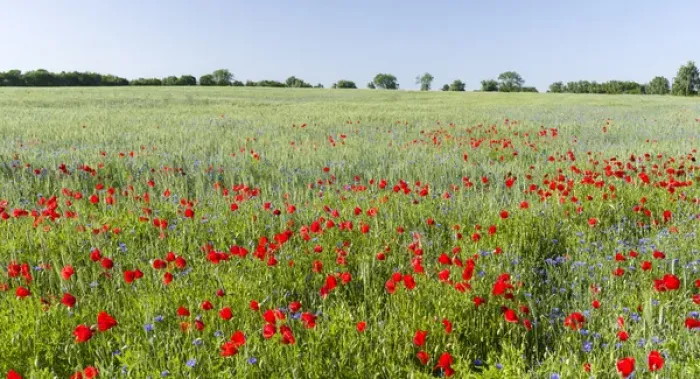 Framed Print : Field with poppy and conrflowers in the Usedomer Schweiz on the island of Usedom Framed Print : Field with poppy and conrflowers in the Usedomer Schweiz on the island of Usedom