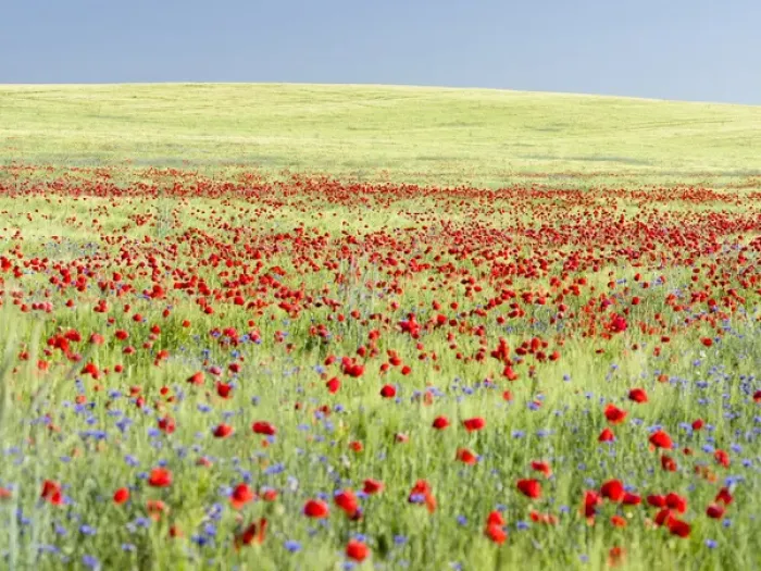 Framed Print : Field with poppy and conrflowers in the Usedomer Schweiz on the island of Usedom Framed Print : Field with poppy and conrflowers in the Usedomer Schweiz on the island of Usedom