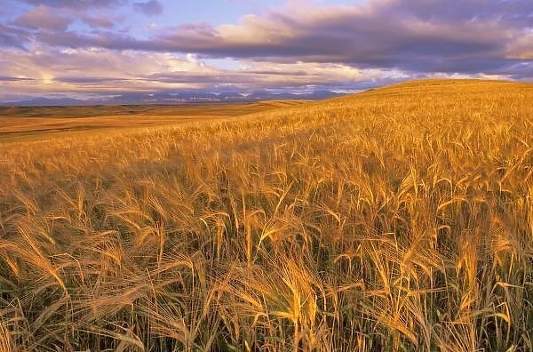 Field of Ripening Barley along the Rocky Mountain Front near Dupuyer Montana
