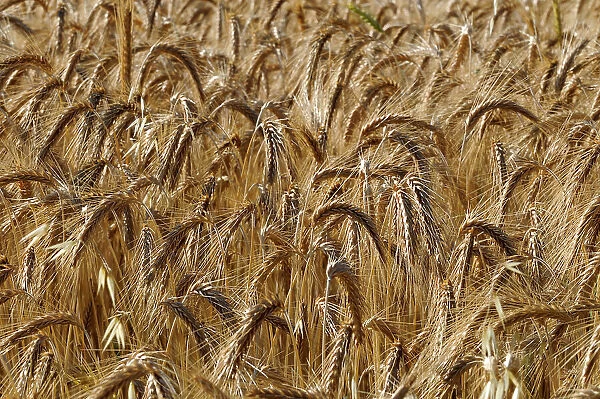 A field of ripening wheat, Triticum species. Sault, Provence, France