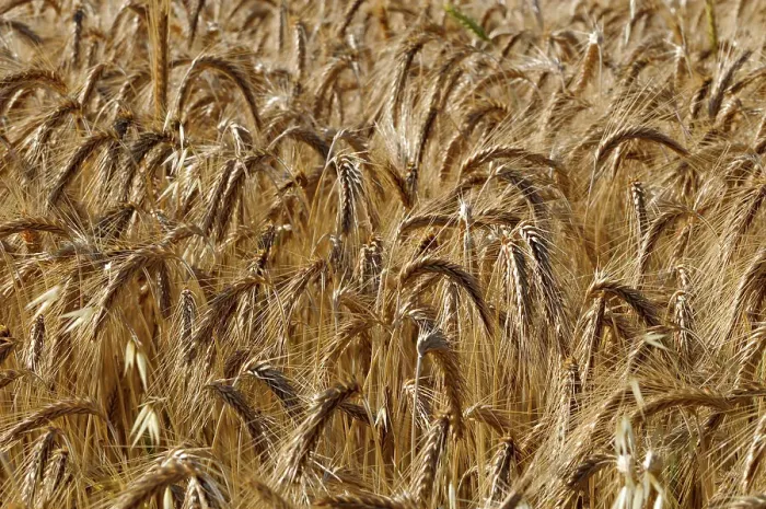 Framed Print : A field of ripening wheat, Triticum species. Sault, Provence, France Framed Print : A field of ripening wheat, Triticum species. Sault, Provence, France