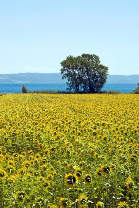 Framed Print : Field of sunflowers, Lake of Bolsena, Bolsena, Viterbo Province, Latium, Italy Framed Print : Field of sunflowers, Lake of Bolsena, Bolsena, Viterbo Province, Latium, Italy