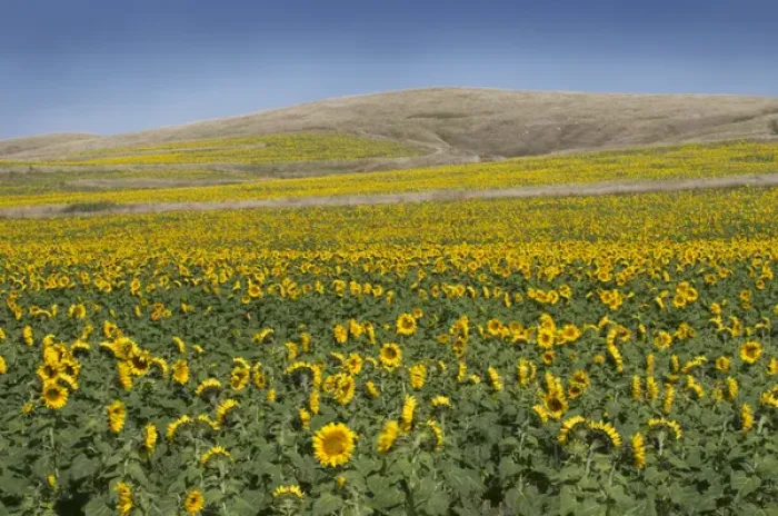 Framed Print : Field of sunflowers in rural Nebraska. Sunflowers are used to produce vegetable oil Framed Print : Field of sunflowers in rural Nebraska. Sunflowers are used to produce vegetable oil