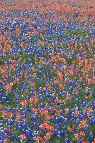 Field of Texas Blue Bonnets and Indian Paint Brush springtime Texas Hill Country