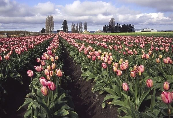 Field of Tulips in the Skagit Valley of Washington