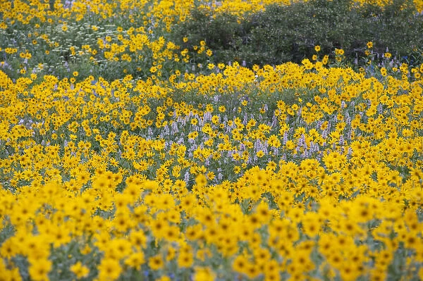 Field of Wildflowers, Arnica SP, Urticifolia Horse Mint, in Willard Basin, Willard
