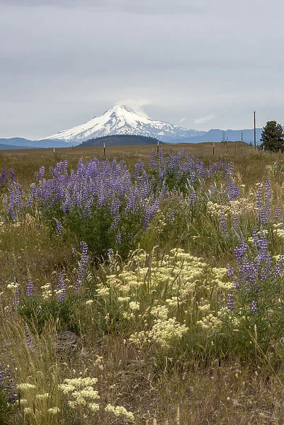 Field of wildflowers, mostly lupin are in contrast to the snowcapped Mt