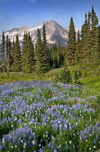 A field of wildflowers in from of Mount Rainier, Mount Rainier National Park, Washington