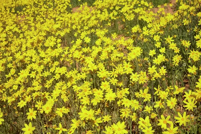 Framed Print : Field of wildflowers, Munga-Thirri National Park, Australia