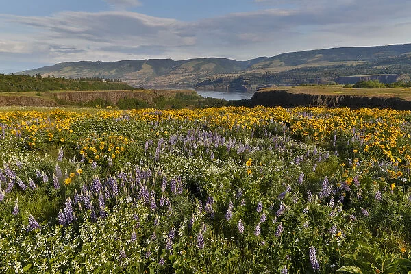 Fields of Balsamroot and Lupine on the Hills above the Columbia River Rowena, Oregon
