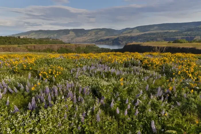 Framed Print : Fields of Balsamroot and Lupine on the Hills above the Columbia River Rowena, Oregon Framed Print : Fields of Balsamroot and Lupine on the Hills above the Columbia River Rowena, Oregon