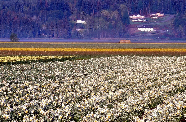 Fields of white and yellow daffodils in rural Skagit county, Washington