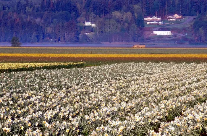 Framed Print : Fields of white and yellow daffodils in rural Skagit county, Washington Framed Print : Fields of white and yellow daffodils in rural Skagit county, Washington