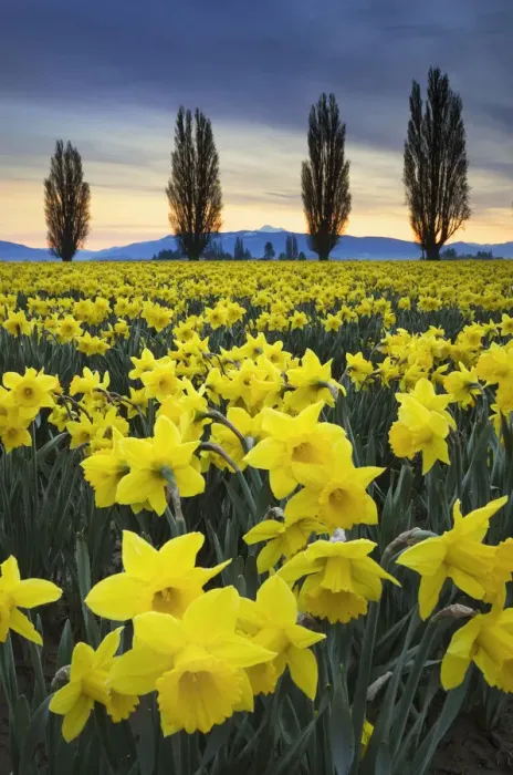 Framed Print : Fields of yellow daffodils in late March, Skagit Valley, Washington State Framed Print : Fields of yellow daffodils in late March, Skagit Valley, Washington State