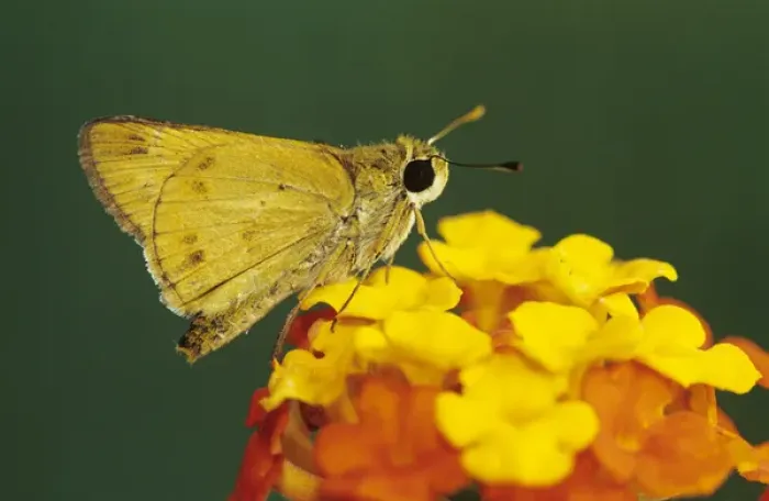 Framed Print : Fiery Skipper, Hylephila phyleus, adult on Texas Lantana (Lantana urticoides), Willacy County Framed Print : Fiery Skipper, Hylephila phyleus, adult on Texas Lantana (Lantana urticoides), Willacy County