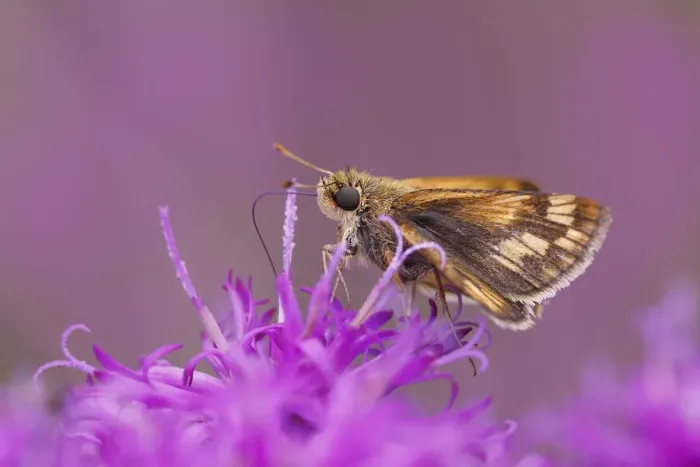 Framed Print : Fiery skipper, on ironweed flowers, Creasey Mahan Nature Preserve, Kentucky Framed Print : Fiery skipper, on ironweed flowers, Creasey Mahan Nature Preserve, Kentucky