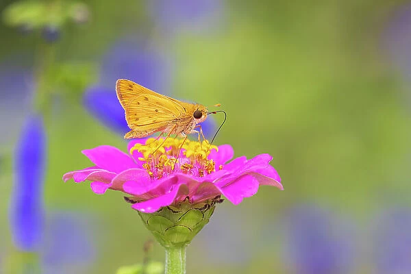 Fiery Skipper on Zinnia, Marion County, Illinois. (Editorial Use Only)