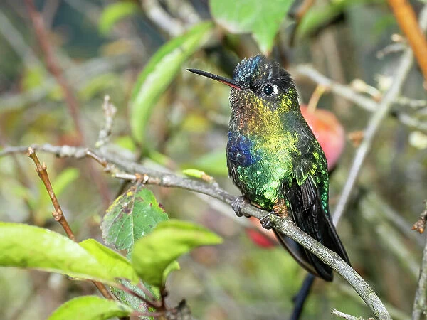 Fiery-throated hummingbird, Costa Rica, Central America