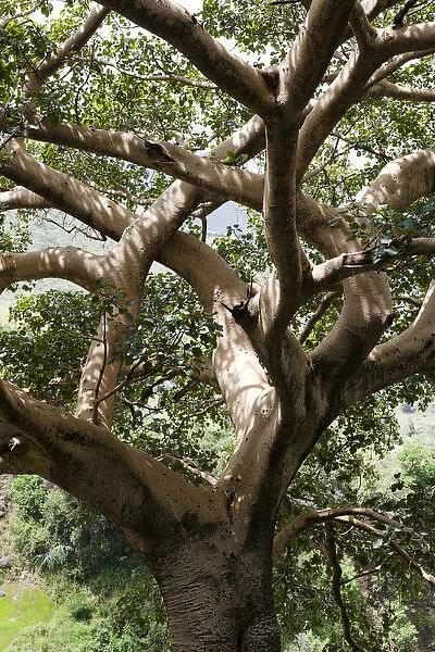 Fig Tree near the Escarpment of the Semien Mountains, Ethiopia