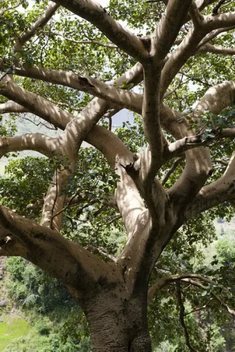Framed Print : Fig Tree near the Escarpment of the Semien Mountains, Ethiopia Framed Print : Fig Tree near the Escarpment of the Semien Mountains, Ethiopia