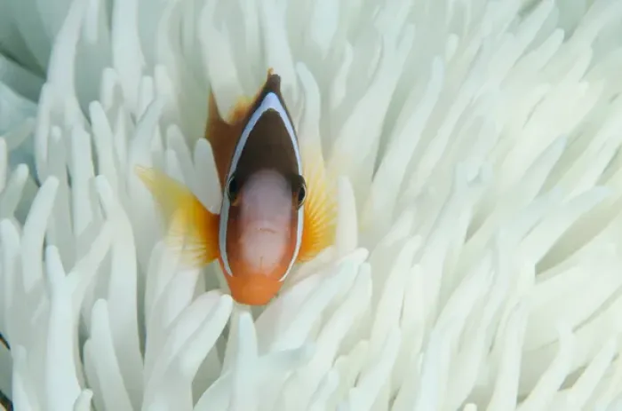 Framed Print : Fiji Anemonefish (Amphiprion barberi), Sheltering in host anemone for protection, Fiji Framed Print : Fiji Anemonefish (Amphiprion barberi), Sheltering in host anemone for protection, Fiji
