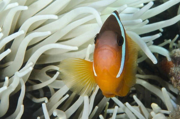Fiji Anemonefish (Amphiprion barberi), Sheltering in host anemone for protection, Fiji