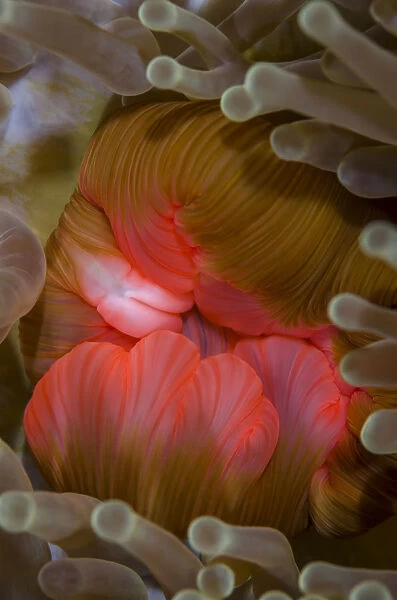 Fiji. Close-up of anemone mouth. Credit as: Jones & Shimlock  /  Jaynes Gallery  /  DanitaDelimont