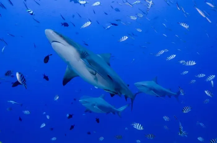 Framed Print : Fiji. Close-up of bull sharks. Credit as: Jones & Shimlock / Jaynes Gallery / DanitaDelimont Framed Print : Fiji. Close-up of bull sharks. Credit as: Jones & Shimlock / Jaynes Gallery / DanitaDelimont