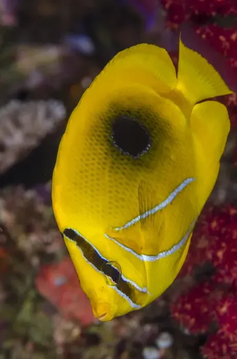 Framed Print : Fiji. Close-up of eclipse butterflyfish. Credit as: Jones & Shimlock  /  Jaynes Gallery