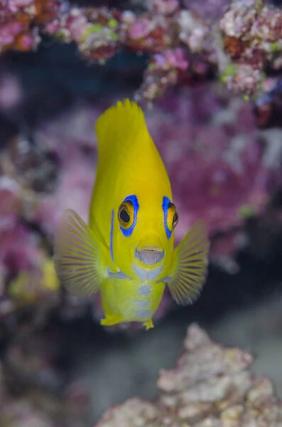 Fiji. Close-up of lemonpeel angelfish. Credit as: Jones & Shimlock  /  Jaynes Gallery
