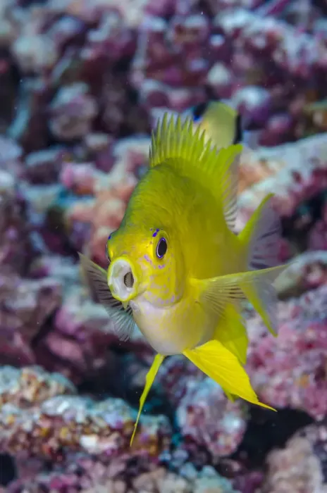 Framed Print : Fiji. Close-up of yellow chromis fish. Credit as: Jones & Shimlock  /  Jaynes Gallery
