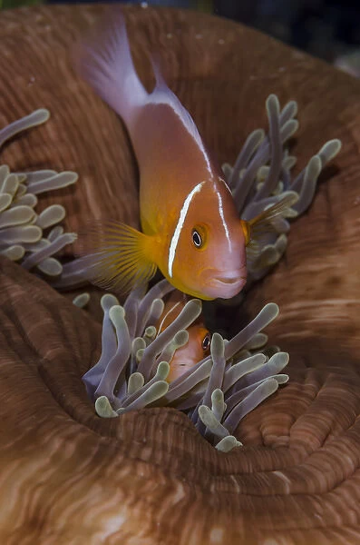 Fiji. Clownfish hiding among sea anemones