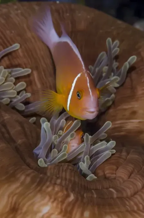 Framed Print : Fiji. Clownfish hiding among sea anemones
