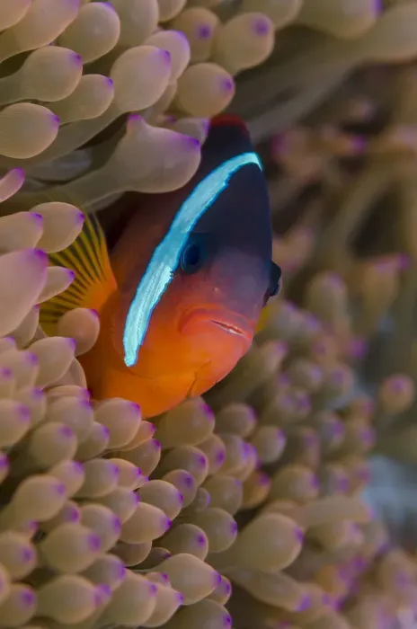 Framed Print : Fiji. Clownfish hiding among sea anemones Framed Print : Fiji. Clownfish hiding among sea anemones