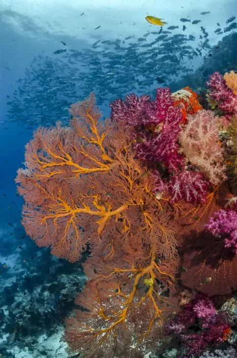 Framed Print : Fiji. Fish and coral reefscape. Credit as: Jones & Shimlock  /  Jaynes Gallery  /  DanitaDelimont