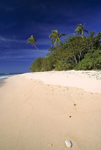 Fiji Islands, Tavarua. A shell washes up onto the fine, sandy beach on Tavarua, in the Fiji Islands