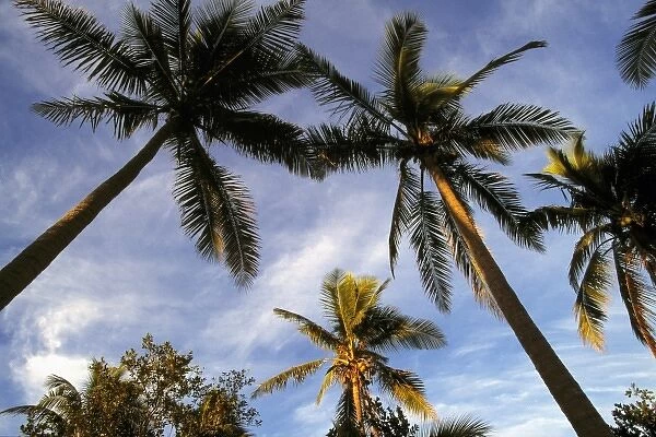Fiji Islands, Tavarua. Stately coconut palms are washed by the red glow of sunset on Tavarua