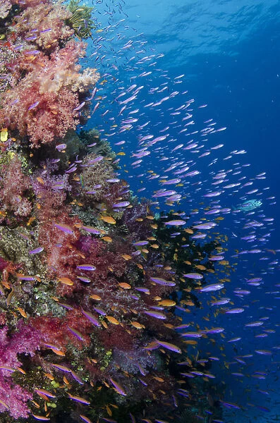 Fiji. Reefscape with coral and anthias. Credit as: Jones & Shimlock  /  Jaynes Gallery