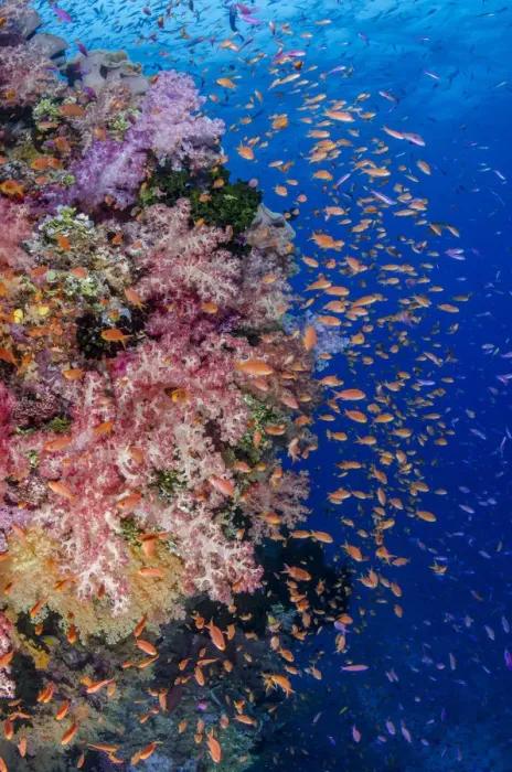 Framed Print : Fiji. Reefscape with coral and anthias. Credit as: Jones & Shimlock / Jaynes Gallery Framed Print : Fiji. Reefscape with coral and anthias. Credit as: Jones & Shimlock / Jaynes Gallery