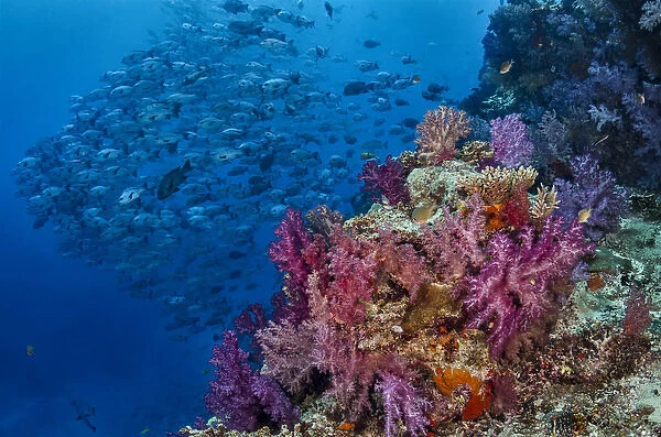 Fiji. Reefscape with coral and black snapper fish