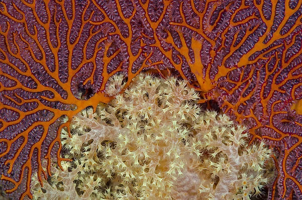 Fiji. Sea fan and soft corals. Credit as: Jones & Shimlock  /  Jaynes Gallery  /  DanitaDelimont